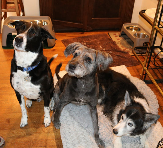 Shelter Dog vs. Breeder Pup: Which Is Right for Your Heart and Your Home?