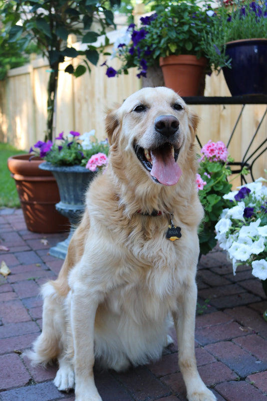 Spring Allergies in Dogs: Causes, Symptoms, Relief Tips & Calming Products That Help