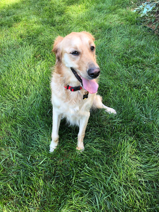 Is Your Pup Trying to Tell You Something?