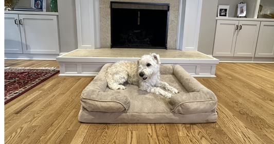 Why We Upgraded our Calming Bed and What it Means for Anxious Dogs
