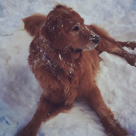 Winter Safety for Dogs: How to Protect Your Pup from Bitter Cold, Ice & Snow