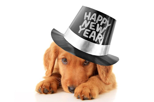 From Holiday Togetherness to January Anxiety - How to Help Your Dog Adjust