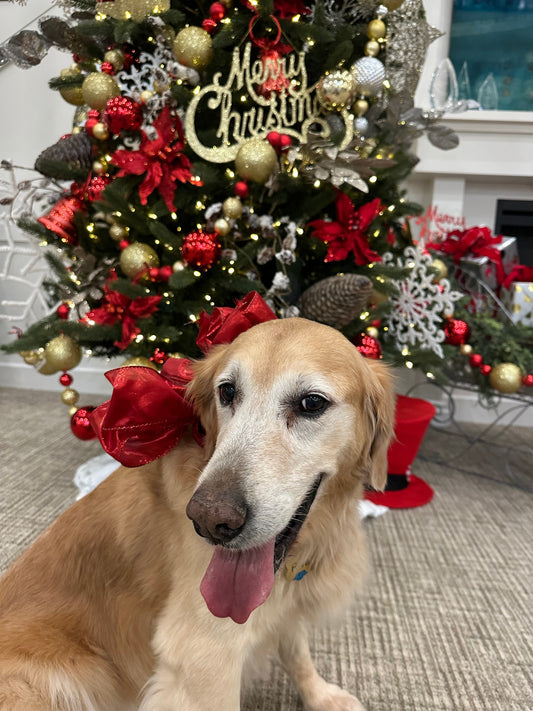 Keep Your Dog Safe This Holiday Season