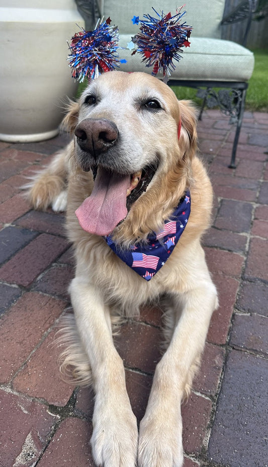 Boom! Bang! Help! — How to Prepare Your Anxious Dog for Fireworks This Fourth of July