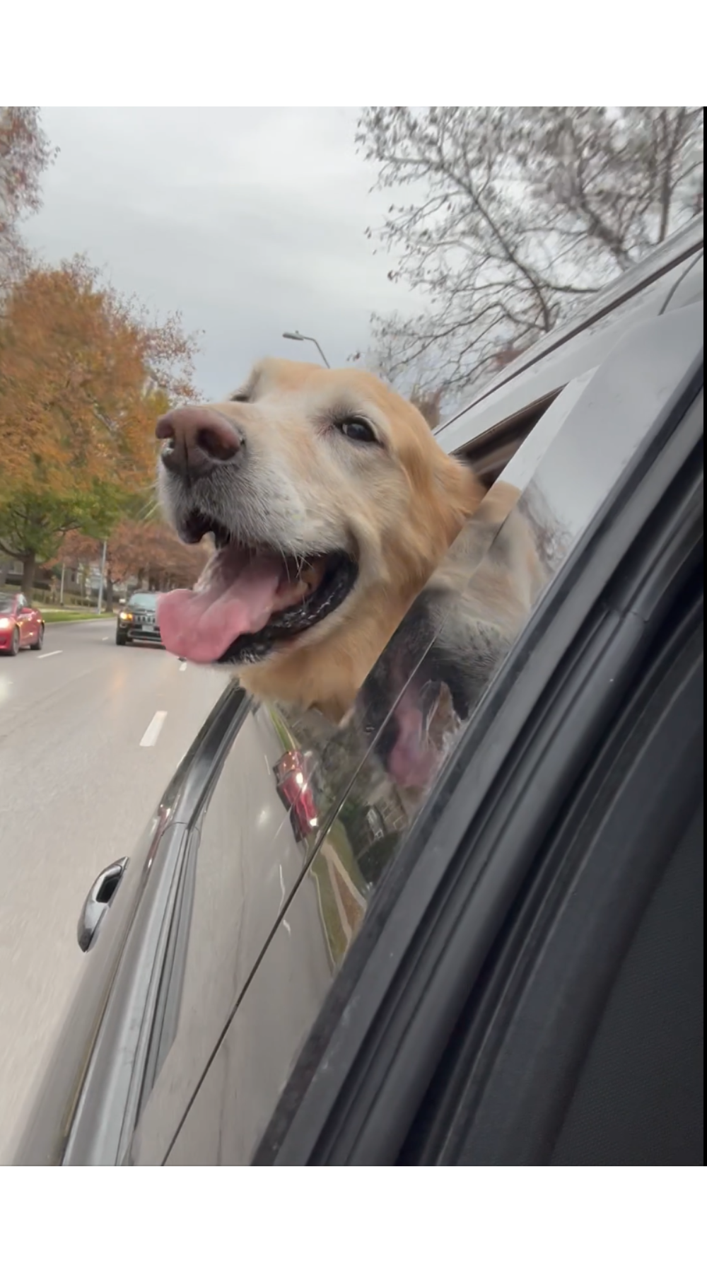 Holiday Travel Tips for Dogs: Expert Advice for a Calm, Safe, and Stress-Free Trip