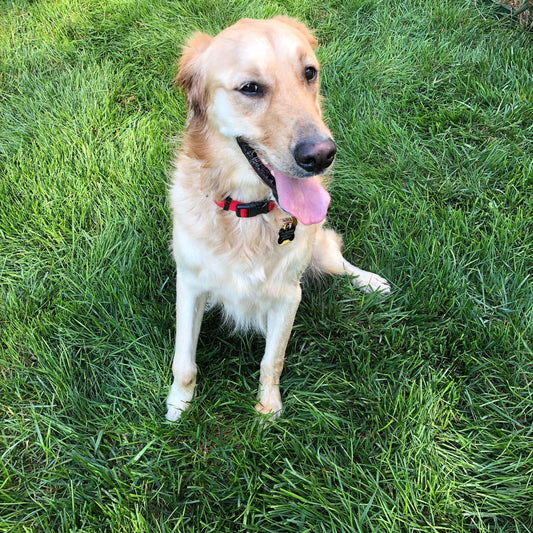 Is Your Pup Trying to Tell You Something?