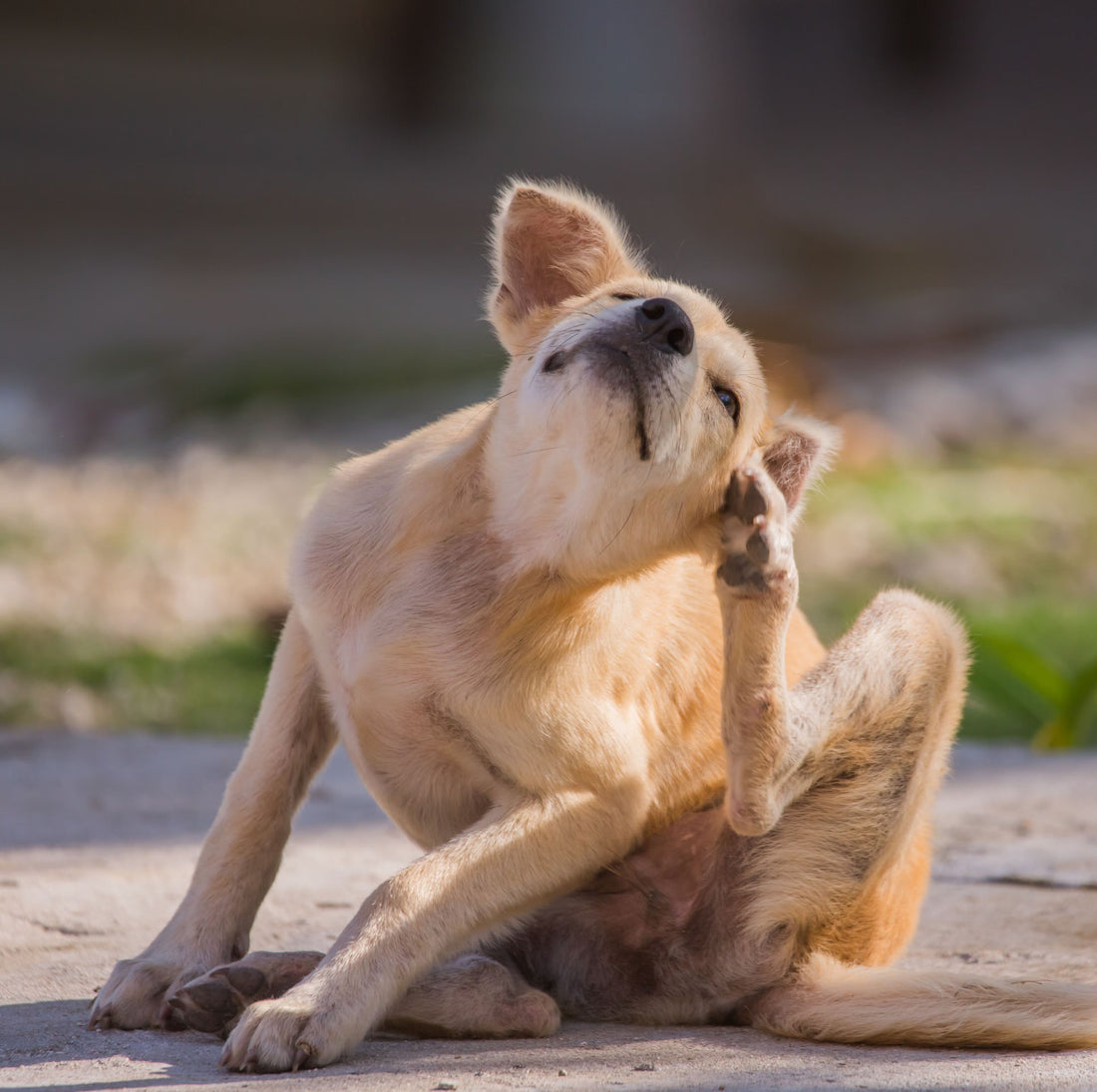 Spring Allergies in Dogs: What's Normal vs. Not