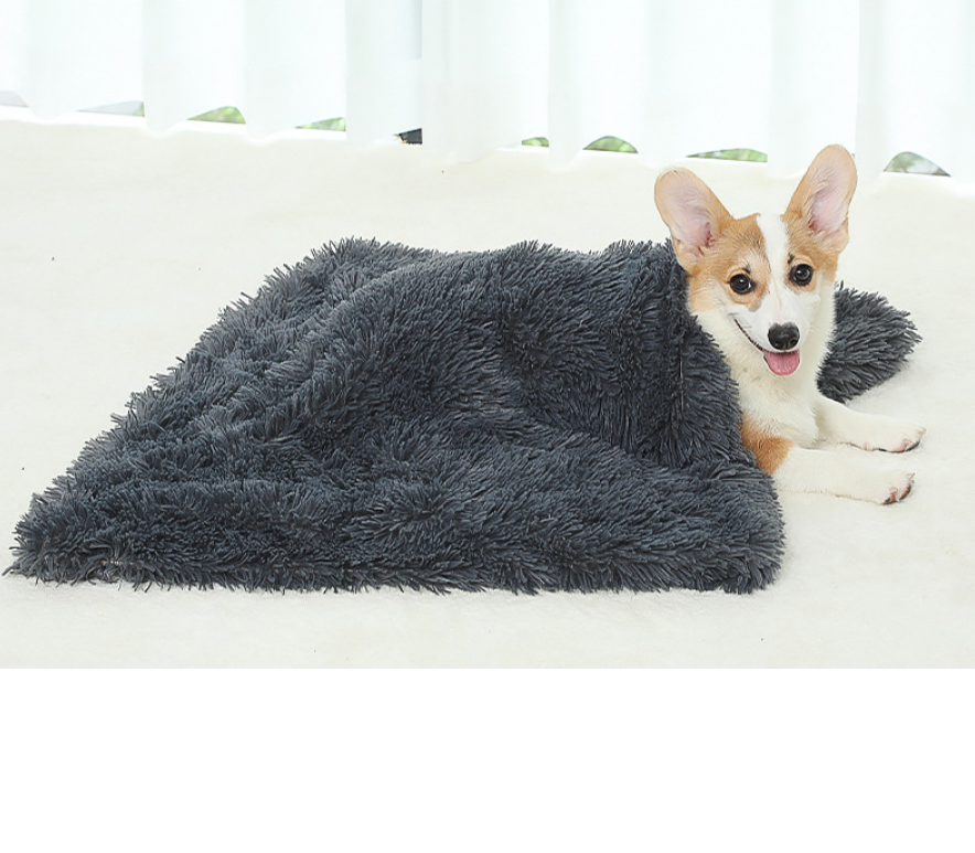 Corgi sitting under dog blanket