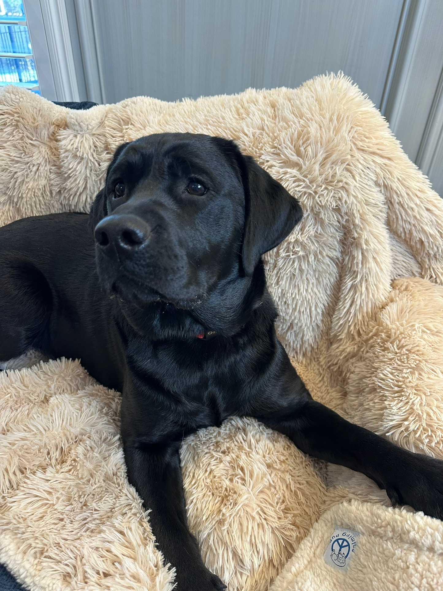 Premium Calming Waterproof Blanket