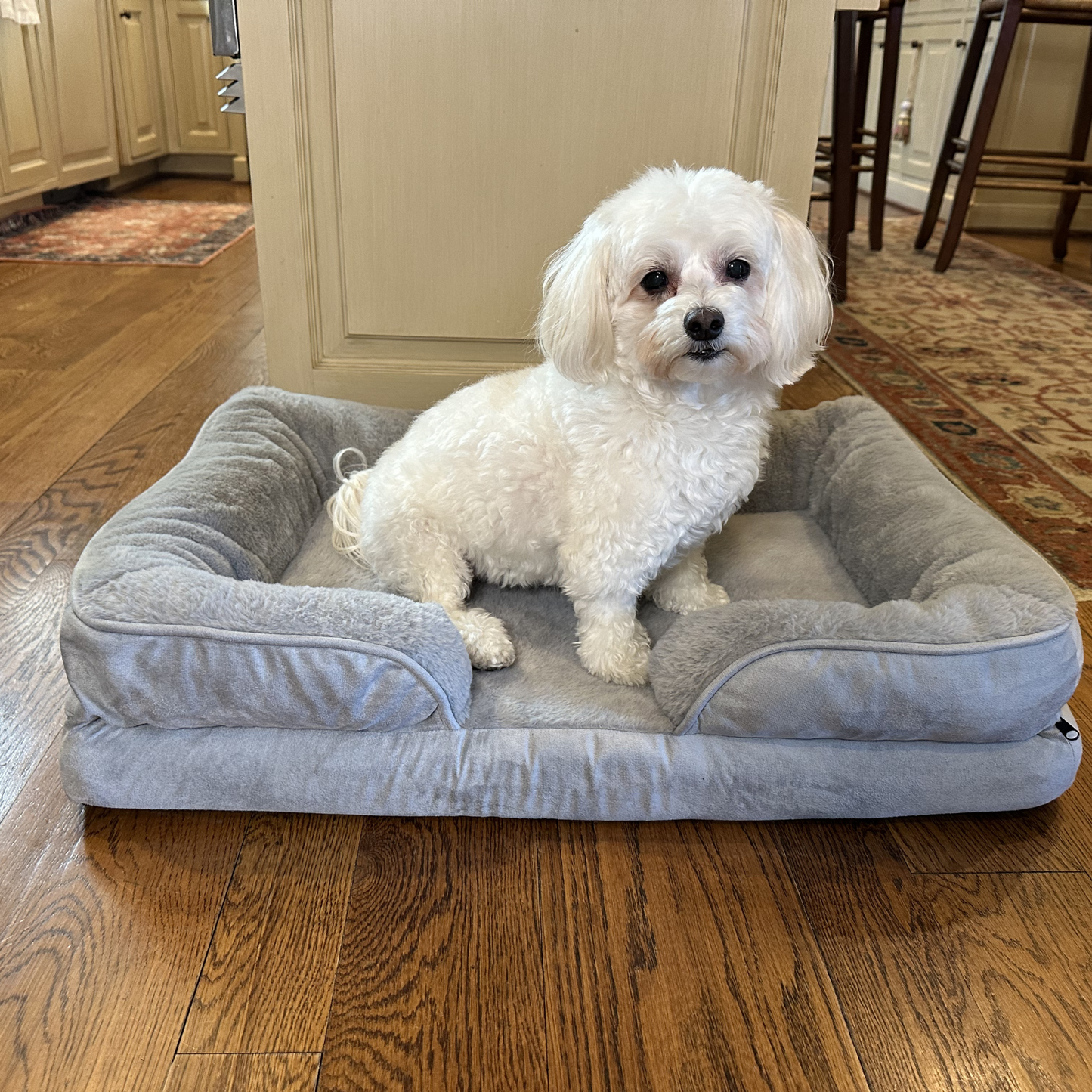 Small white dog sitting in dove grey orthopedic calming dog bed