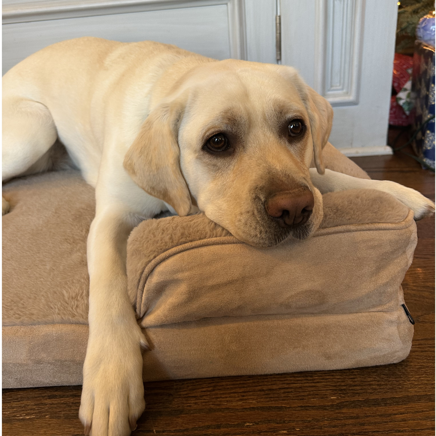 Yellow lab resting head on bolster of warm sand orthopedic calming dog bed