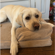 CalmingPup Orthopedic Calming Dog Bed - CertiPUR-US certified and machine washable