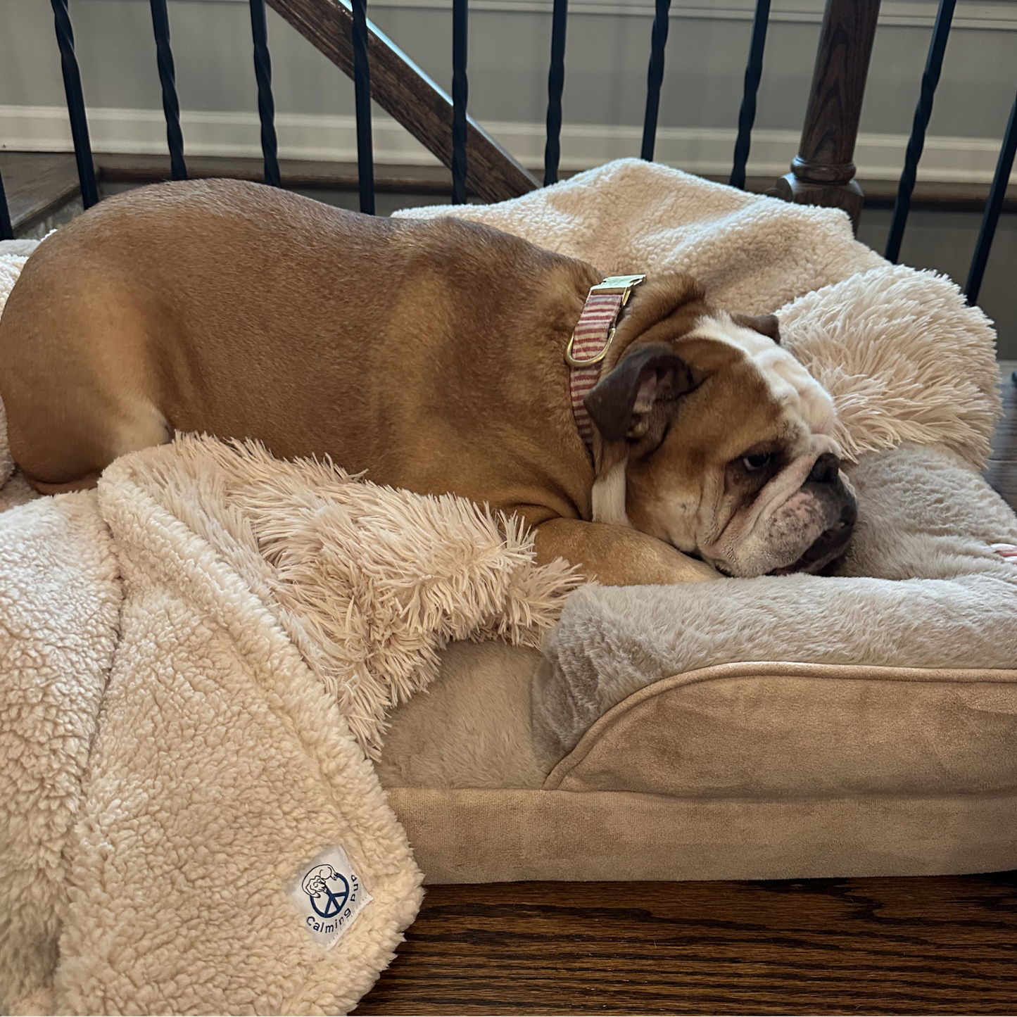 Bulldog resting in warm sand orthopedic calming dog bed with calming blanket
